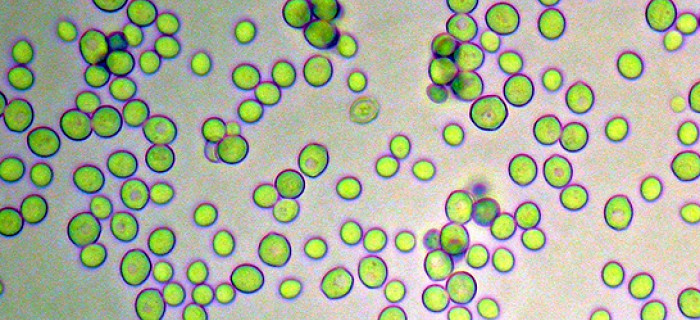 1 Saccharomyces cerevisiae